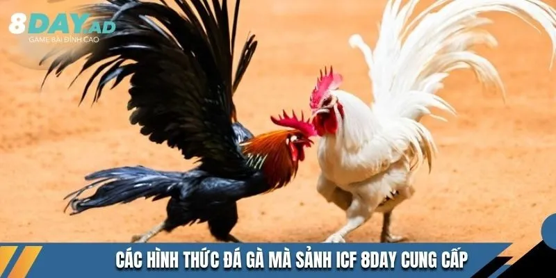 Các hình thức đá gà mà sảnh ICF 8DAY cung cấp