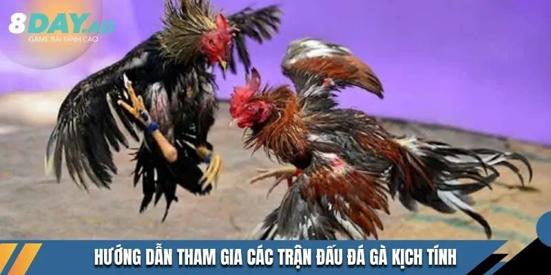 Hướng dẫn tham gia các trận đấu đá gà kịch tính