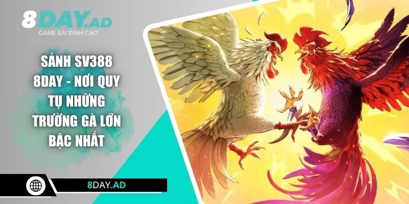 Sảnh SV388 8DAY - Nơi Quy Tụ Những Trường Gà Lớn Bậc Nhất